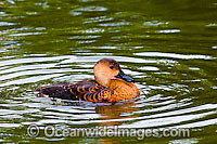 Wandering Whistling Duck Photo - Gary Bell