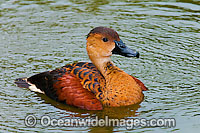 Wandering Whistling Duck Photo - Gary Bell