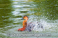 Wandering Whistling Duck Photo - Gary Bell