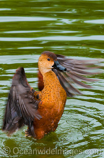Wandering Whistling Duck photo
