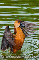 Wandering Whistling Duck Photo - Gary Bell