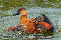 Wandering Whistling Duck Photo - Gary Bell