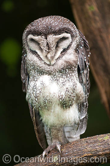 Lesser Sooty Owl (Tyto multipunctata). Found in mountain rainforests and neighbouring wet eucalypt forests of north-eastern Queensland, Australia Photo - Gary Bell