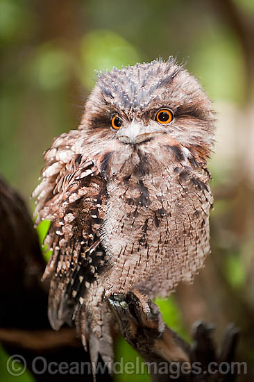 Tawny Frogmouth Podargus strigoides photo