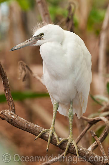 Pacific Reef Heron white color photo