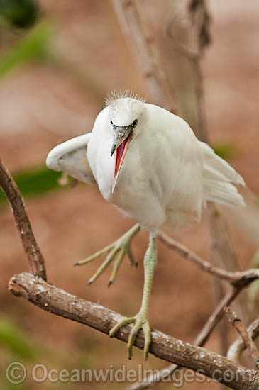 Pacific Reef Heron white colour photo