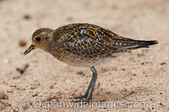 Pacific Golden Plover (Pluvialis fulva). Migrative bird that breeds in Arctic from northern Asia to Alaska, migrating to Australia and feeds at estuaries, mud-flats, marshes, beaches and off-shore islands. Photo Heron Island, Great Barrier Reef, Australia Photo - Gary Bell Pacific Golden Plover (Pluvialis fulva). Migrative bird that breeds in Arctic from northern Asia to Alaska, migrating to Australia and feeds at estuaries, mud-flats, marshes, beaches and off-shore islands. Photo Heron Island, Great Barrier Reef, Australia Photo - Gary Bell