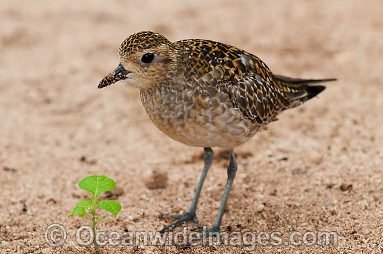 Pacific Golden Plover Pluvialis fulva photo