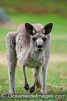 Western Grey Kangaroo Photo - Gary Bell