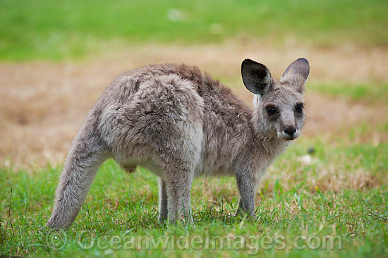 Western Grey Kangaroo joey photo