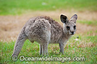 Western Grey Kangaroo joey Photo - Gary Bell