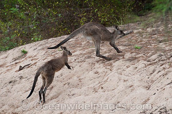 Western Grey Kangaroos hopping photo