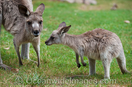 Western Grey Kangaroo mother and joey photo