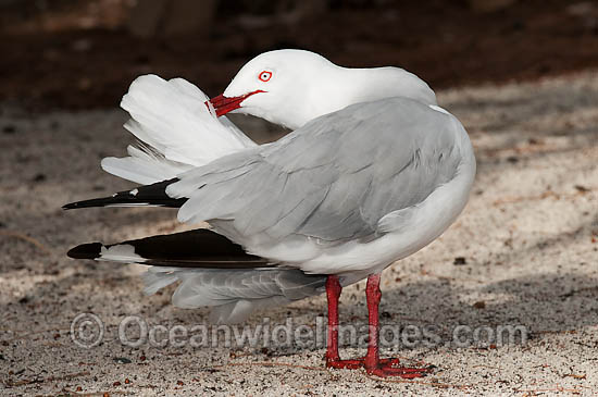 Silver Gull (Chroicocephalus novaehollandiae), preening. Also known as Seagull. Found throughout Australia, but mainly coastal. Photo taken Heron Island, Great Barrier Reef, Queensland, Australia Photo - Gary Bell Silver Gull (Chroicocephalus novaehollandiae), preening. Also known as Seagull. Found throughout Australia, but mainly coastal. Photo taken Heron Island, Great Barrier Reef, Queensland, Australia Photo - Gary Bell