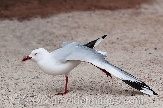 Silver Gull photo