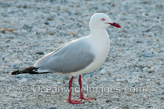 Seagull photo