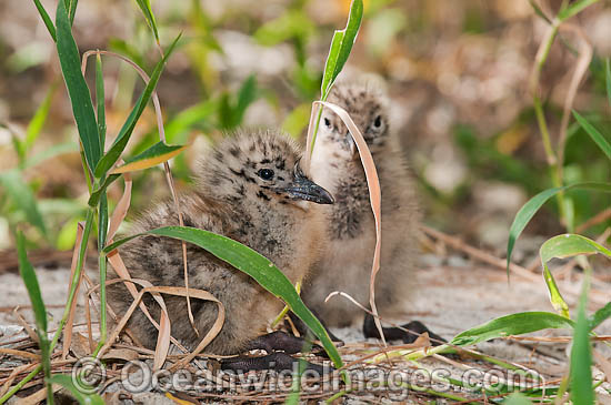 Silver Gull newborn chicks photo