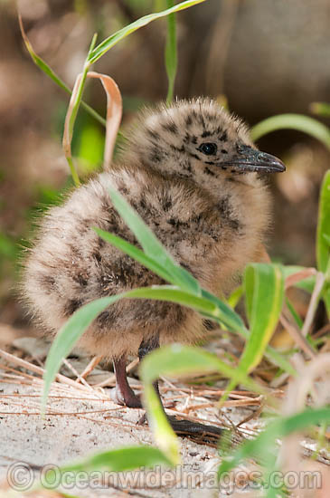 Silver Gull newborn chick photo