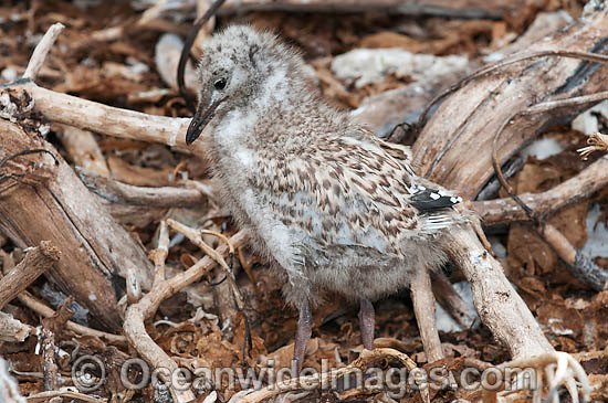 Silver Gull (Chroicocephalus novaehollandiae), chick. Also known as Seagull. Found throughout Australia, but mainly coastal. Photo taken Heron Island, Great Barrier Reef, Queensland, Australia Photo - Gary Bell