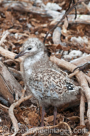 Silver Gull chick photo