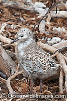 Silver Gull chick Photo - Gary Bell