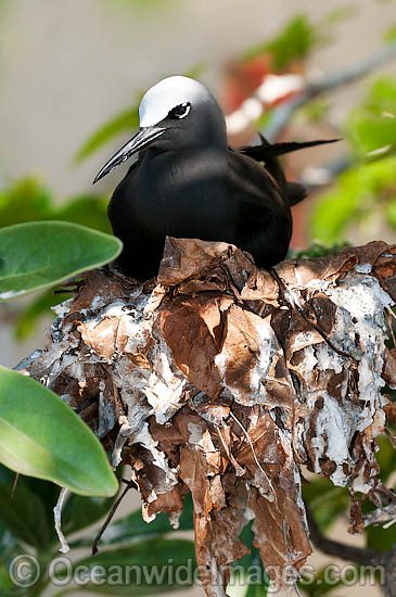 Black Noddy nesting in Pisonia tree photo