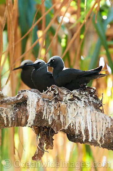 Black Noddy nesting in Pisonia tree photo