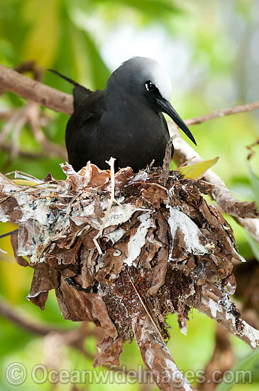 Black Noddy nesting in Pisonia tree photo