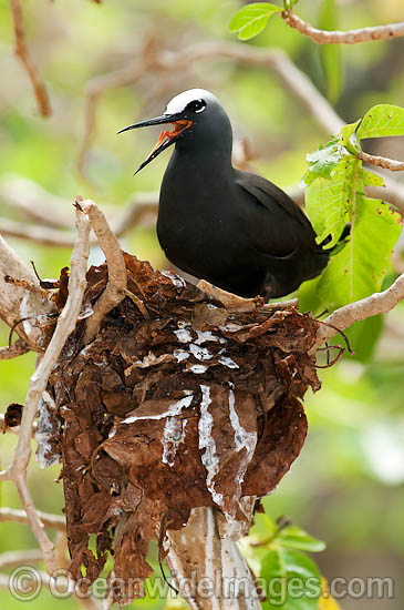 Black Noddy nesting in Pisonia tree photo