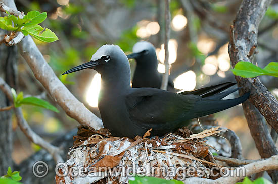 Black Noddy (Anous minutus) nesting in a Pisonia tree forest. Also known as White-capped Noddy. Found throughout Australia, and widespread in Pacific Ocean, central Atlantic and northeast Indian Ocean. Photo Heron Island, Great Barrier Reef, Australia Photo - Gary Bell