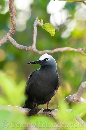 Black Noddy nesting in Pisonia tree photo