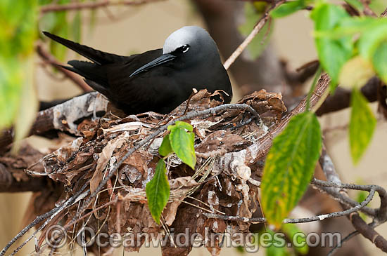 Black Noddy nesting in Pisonia tree photo Black Noddy nesting in Pisonia tree photo