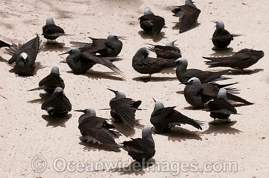 Black Noddy sunbaking photo Black Noddy sunbaking photo