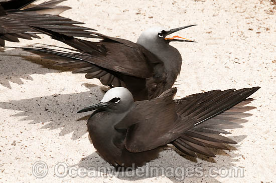 Black Noddy (Anous minutus) sunbaking with wings out-stretched in order to free themselves of bird lice and ticks. Also known as White-capped Noddy. Found throughout Australia, widespread in Pacific Ocean. Photo Heron Island, Great Barrier Reef, Australia Photo - Gary Bell Black Noddy (Anous minutus) sunbaking with wings out-stretched in order to free themselves of bird lice and ticks. Also known as White-capped Noddy. Found throughout Australia, widespread in Pacific Ocean. Photo Heron Island, Great Barrier Reef, Australia Photo - Gary Bell