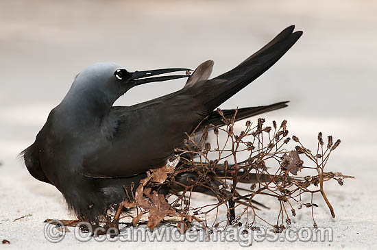 Black Noddy caught in Pisonia seeds photo