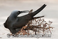 Black Noddy caught in Pisonia seeds Photo - Gary Bell
