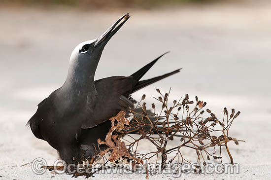 Black Noddy caught in Pisonia seeds photo Black Noddy caught in Pisonia seeds photo