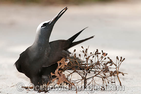 Black Noddy caught in Pisonia seeds photo