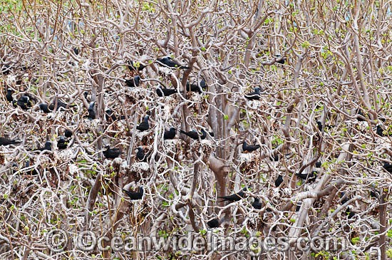 Black Noddy birds nesting photo