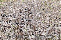 Black Noddy birds nesting Photo - Gary Bell