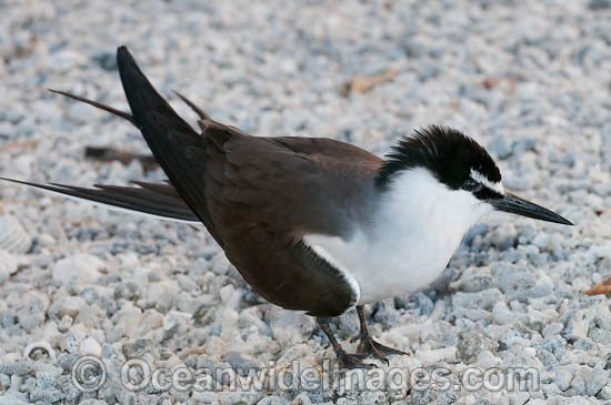 Bridled Tern photo Bridled Tern photo