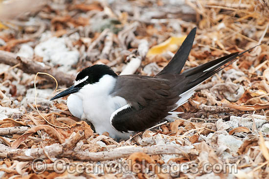 Bridled Tern (Onychoprion anaethetus, formerly Sterna anaethetus) parent bird on nest. Found in the tropical and sub-tropical seas of north-western and north-eastern Australia, often distances from land. One Tree Island, Great Barrier Reef, Australia Photo - Gary Bell