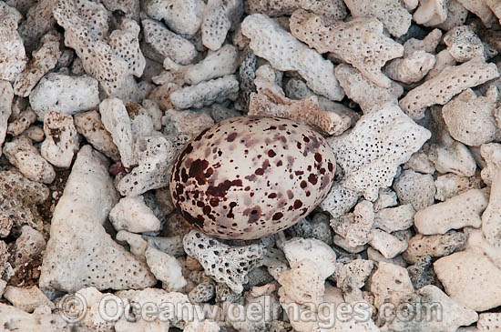 Bridled Tern egg in nest photo