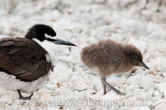 Bridled Tern (Onychoprion anaethetus, formerly Sterna anaethetus) parent bird with chick. Found in the tropical & sub-tropical seas of north-western & north-eastern Australia, often great distances from land. One Tree Island, Great Barrier Reef, Australia Photo - Gary Bell