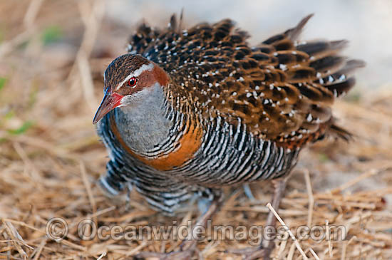 Buff-Banded Rail Gallirallus philippensis photo