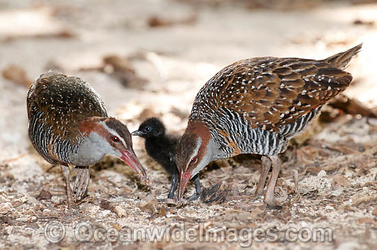 Buff-Banded Rail parents with chick photo
