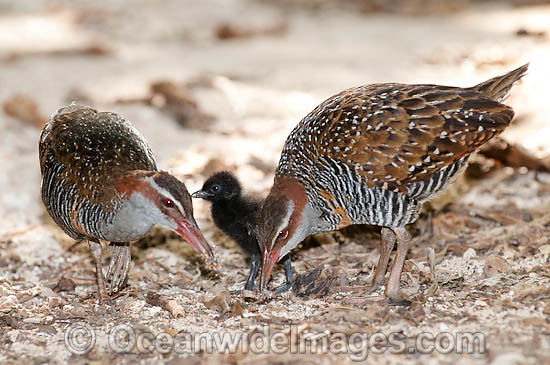 Buff-Banded Rail parents with chick photo Buff-Banded Rail parents with chick photo