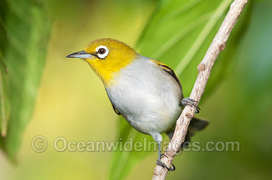 Capricorn Silvereye (Zosterops lateralis chlorocephalus). Found on the islands of the Capricorn and Bunker Groups, situated at the southern end of the Great Barrier Reef. Photo taken at Heron Island, Queensland, Australia Photo - Gary Bell
