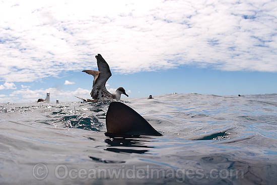 Great Shearwater (Puffinus gravis) with Blue Shark (Prionace glauca) on surface. Photo taken at Cape Point, South Africa Photo - Chris & Monique Fallows Great Shearwater (Puffinus gravis) with Blue Shark (Prionace glauca) on surface. Photo taken at Cape Point, South Africa Photo - Chris & Monique Fallows