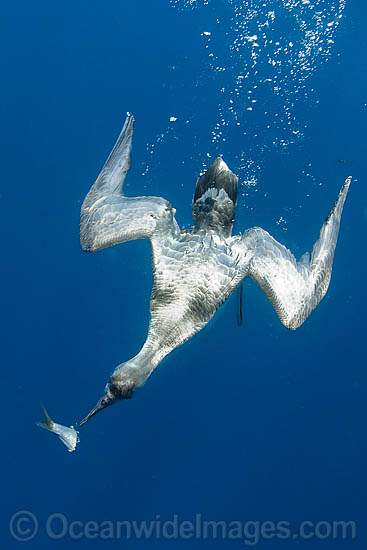 Sooty Shearwater diving on bait photo